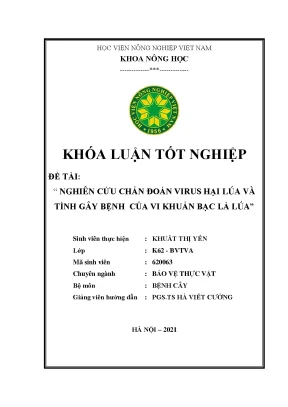 Khóa luận tốt nghiệp nghiên cứu chẩn đoán virus hại lúa và tính gây bệnh của vi khuẩn bạc lá lúa