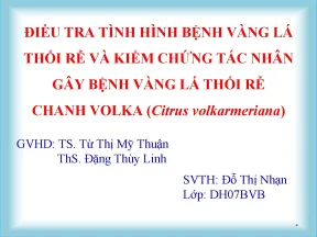 Luận văn báo cáo tốt nghiệp điều tra tình hình bệnh vàng lá thối rễ và kiểm chứng tác nhân gây bệnh vàng lá thối rễ chanh volka citrus volkarmeriana
