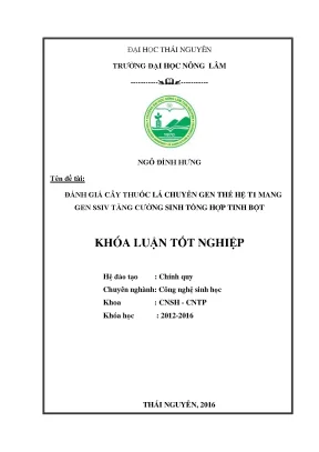 Luận văn thạc sĩ đánh giá cây thuốc lá chuyển gen thế hệ t1 mang gen ssiv tăng cường sinh tổng hợp tinh bột