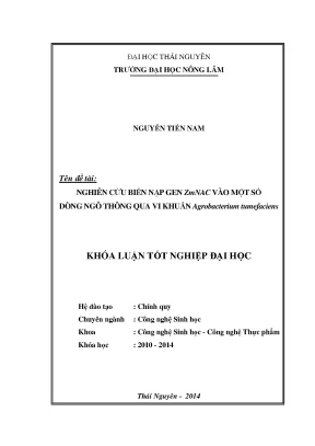Luận văn thạc sĩ nghiến cứu biến nạp gen zmnac vào một số dòng ngô thông qua vi khuẩn grobacterium tumefaciens