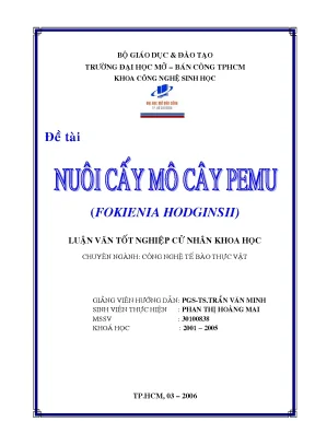 Nuôi cấy mô cây pemu fokienia hodginsii