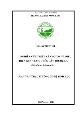 Luận văn thạc sĩ nghiên cứu thiết kế vector và biểu hiện gen atcbf1 trên cây thuốc lá nicotiana tabacum l