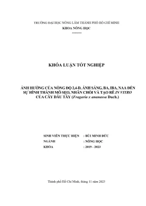 Khóa luận tốt nghiệp nông học ảnh hưởng của nồng độ 2 4 d ánh sáng ba iba naa đến sự hình thành mô sẹo nhân chồi và tạo rễ in vitro của cây dâu tây fragaria x ananassa duch
