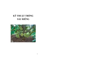 Kỹ thuật trồng sầu riêng