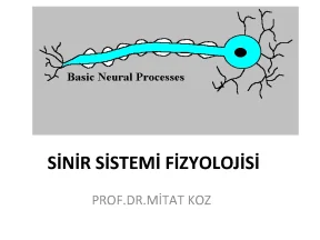 Si̇ni̇r si̇stemi̇ fi̇zyoloji̇si̇ điểm cao
