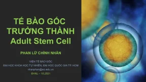 S3 tế bào gốc trưởng thành