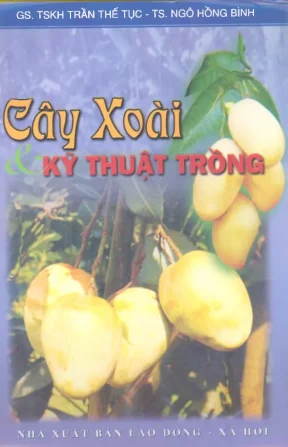 Cây xoài kỹ thuật trồng