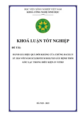 Đánh giá hiệu quả đối kháng của chủng bacilus sp h14 với nấm sclerotium rolfsii gây bệnh thối gốc lạc trong điều kiện in vitro