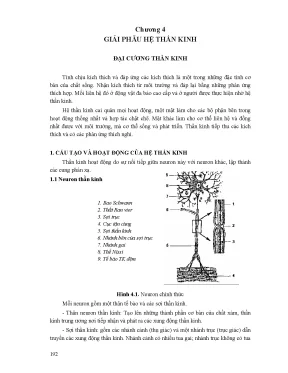 Giải phẫu hệ thần kinh