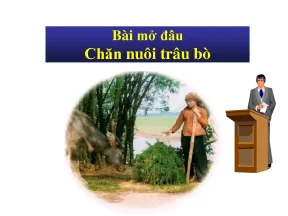 Bài mở đâu chăn nuôi trâu bò